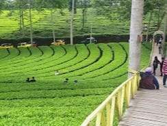 \"Kebun